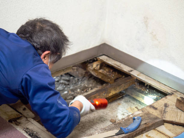 Best Crawl Space Mold Remediation in Spencer, WI
