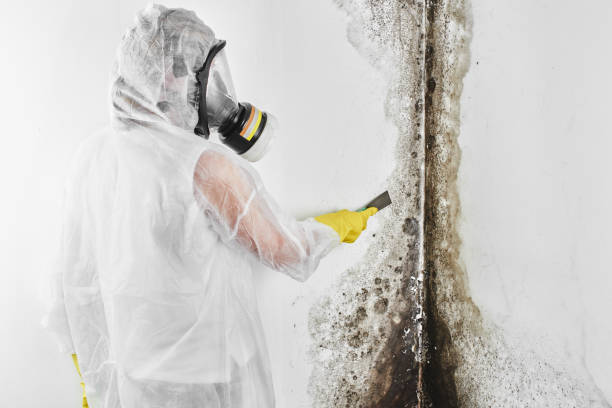 Best Black Mold Remediation in Spencer, WI