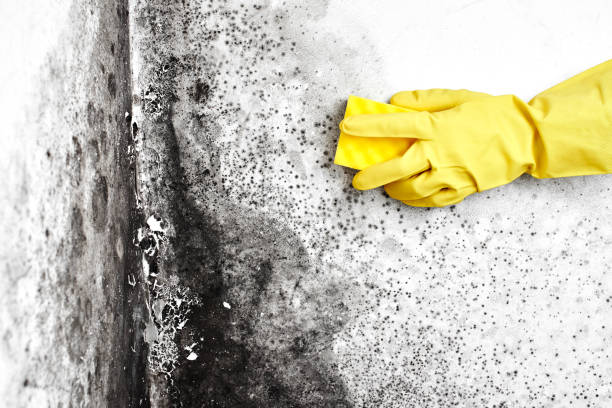 Best Health and Safety Mold Remediation in Spencer, WI