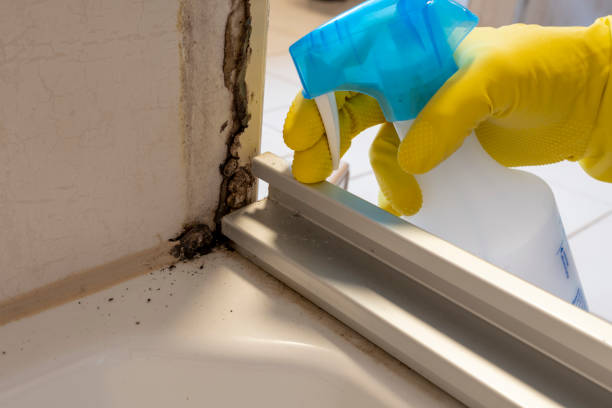 Best Commercial Mold Remediation in Spencer, WI