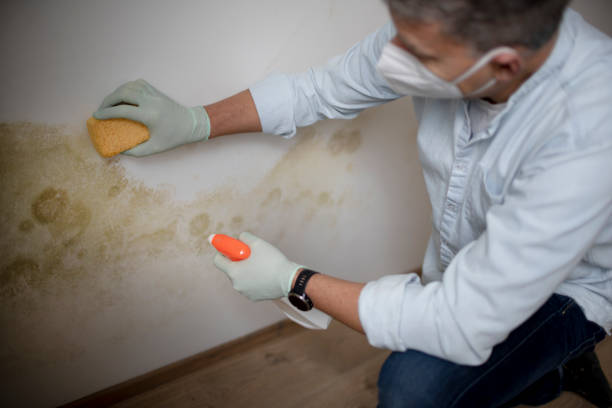 Best DIY Mold Remediation Support Services in Spencer, WI