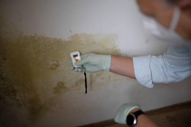 Best Bathroom Mold Remediation in Spencer, WI