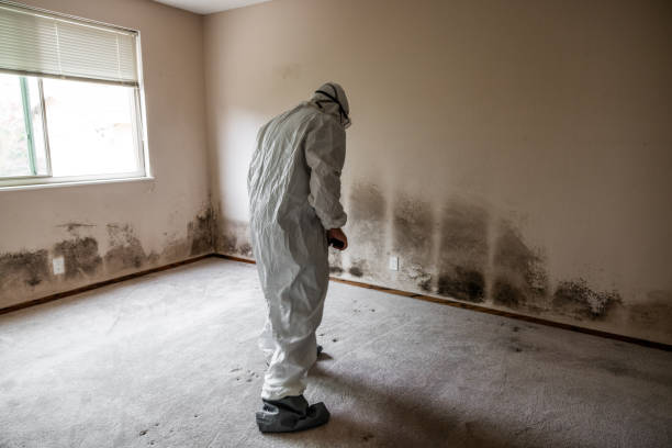 Best Post-Flood Mold Remediation in Spencer, WI