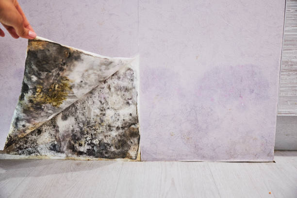 Best Mold Testing and Inspection Services in Spencer, WI